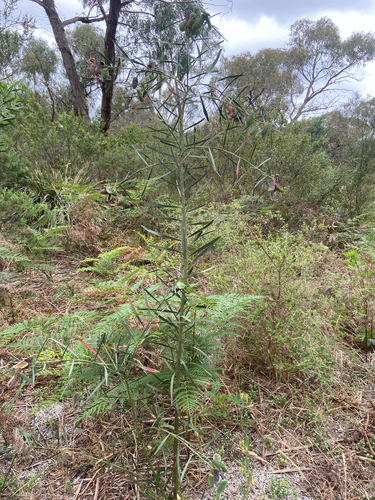 Acacia observed 2026-10-28