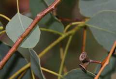 Eucalyptus baueriana thalassina