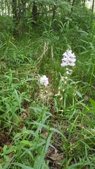Physostegia intermedia
