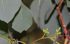 Eucalyptus baueriana thalassina