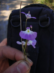 Utricularia livida