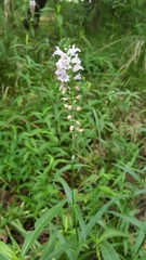 Physostegia intermedia