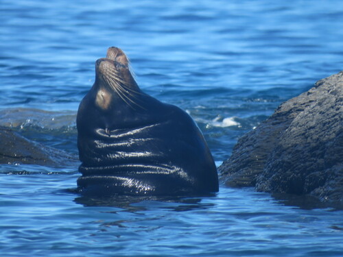 Zalophus californianus, 2026-10-27