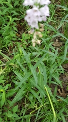 Physostegia intermedia