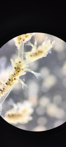 Zoobotryon observed 2026-10-27