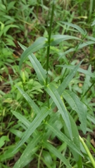 Physostegia intermedia