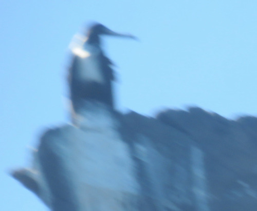 Aves observed 2026-10-27