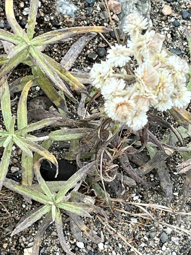 Anaphalis margaritacea observed 2026-10-27