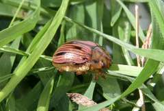 Paropsisterna interlita