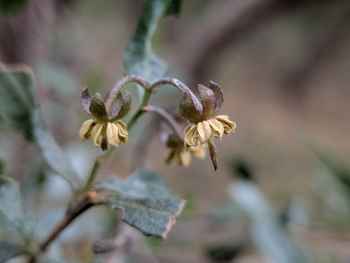 Dodonaea viscosa observed 2026-10-28