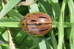 Paropsisterna interlita