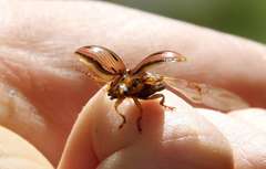 Paropsisterna interlita