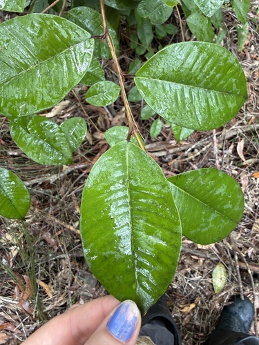 Chrysophyllum observed 2026-10-28