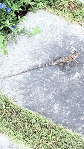 Calotes observed 2026-10-28