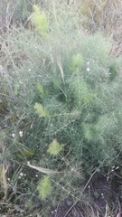 Foeniculum vulgare