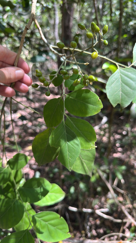 Micromelum minutum observed 2026-10-20