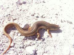 Plestiodon obsoletus