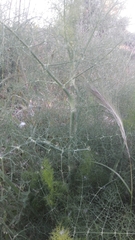 Foeniculum vulgare