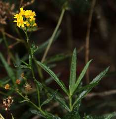 Senecio linearifolius linearifolius