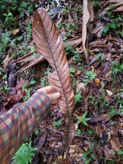 Meliosma donnellsmithii