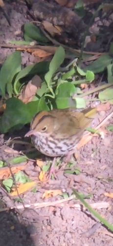 Seiurus aurocapilla observed 2026-10-27