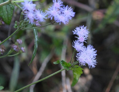 Eupatorium observed 2026-10-27