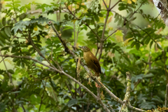 Anabacerthia striaticollis