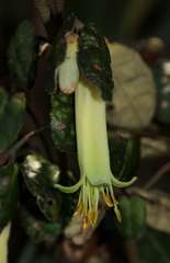 Correa reflexa reflexa