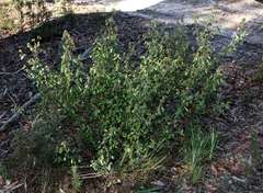 Correa reflexa reflexa