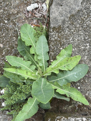 Sonchus observed 2026-10-28