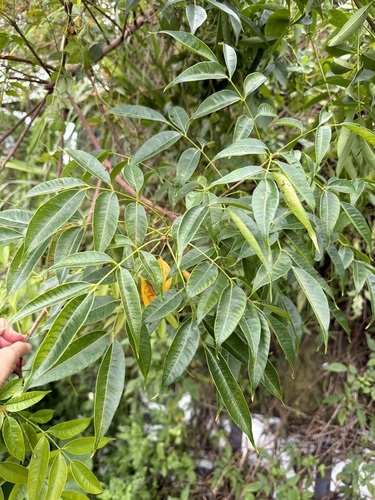 Toxicodendron succedaneum observed 2026-10-28