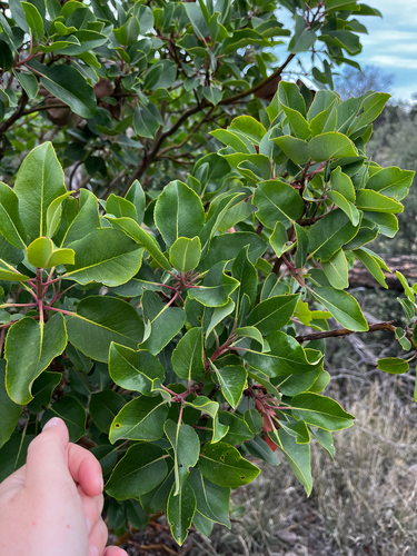 Arbutus xalapensis observed 2026-10-24