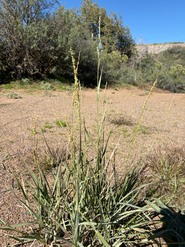 Oplismenus observed 2026-10-27