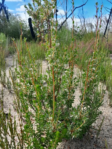 Brachyloma daphnoides observed 2026-10-28