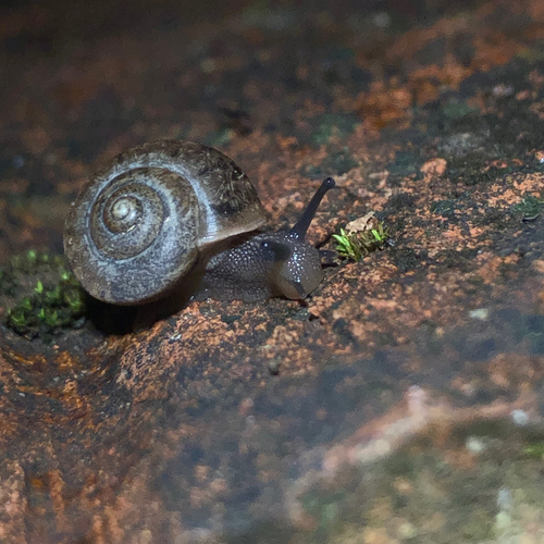Bradybaena similaris observed 2026-10-27