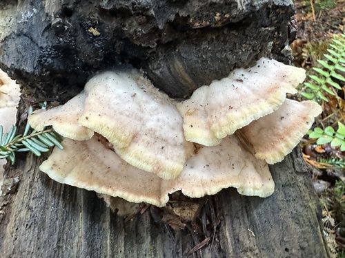 Phlebia tremellosa observed 2026-10-27