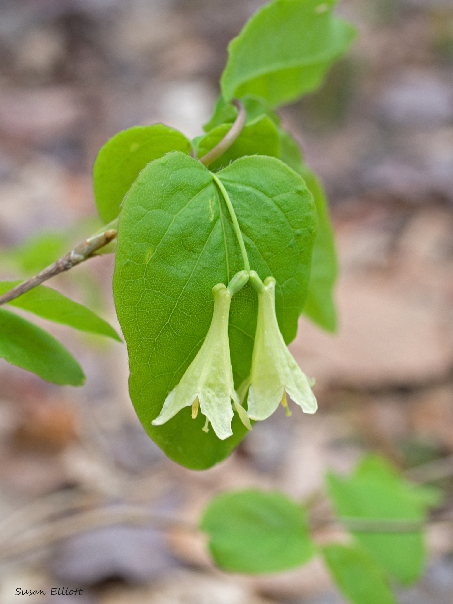 American fly-honeysuckle (Lonicera canadensis)  iNaturalist