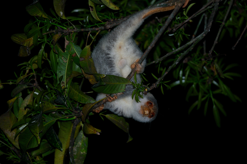 Spilocuscus observed 2026-10-25