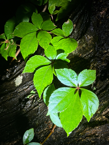 Cissus observed 2026-10-27