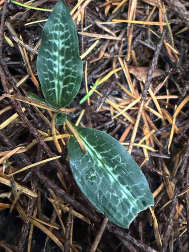 Goodyera observed 2026-10-27