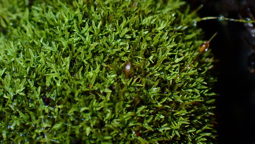 Hyophila involuta observed 2026-10-27