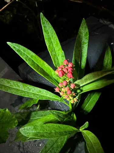 Asclepias curassavica observed 2026-10-27