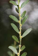 Acacia rostriformis