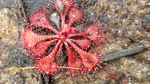 Drosera observed 2026-10-27