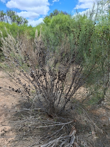 Allocasuarina muelleriana observed 2026-10-28