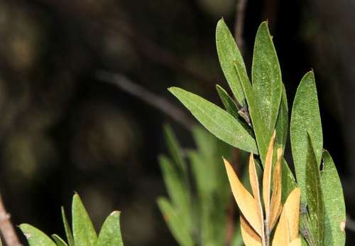 Image of Acacia rostriformis by (c) Russell Best, some rights reserved (CC BY)