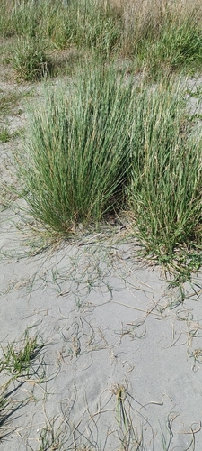 Arenaria observed 2026-10-28