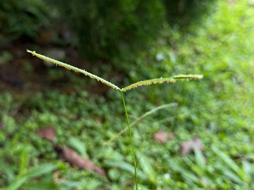 Digitaria observed 2026-10-28