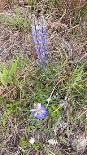 Lupinus observed 2026-10-27
