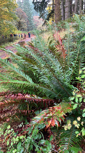 Polystichum munitum observed 2026-10-27